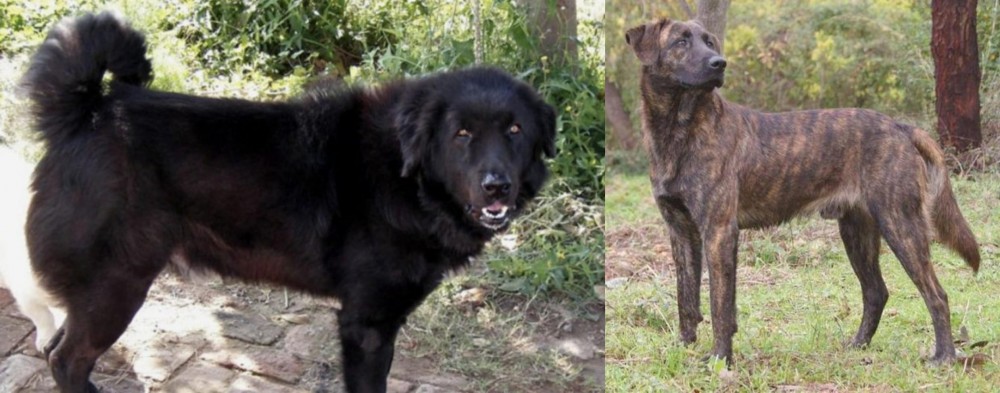Treeing Tennessee Brindle vs Bakharwal Dog - Breed Comparison