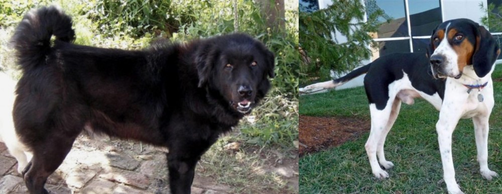 Treeing Walker Coonhound vs Bakharwal Dog - Breed Comparison