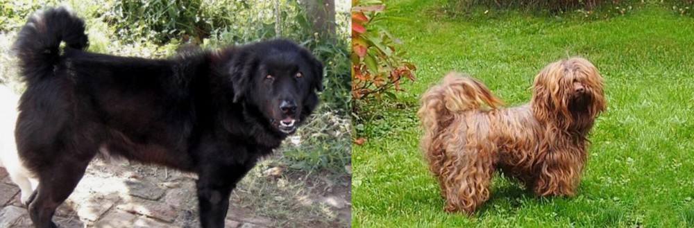 Tsvetnaya Bolonka vs Bakharwal Dog - Breed Comparison