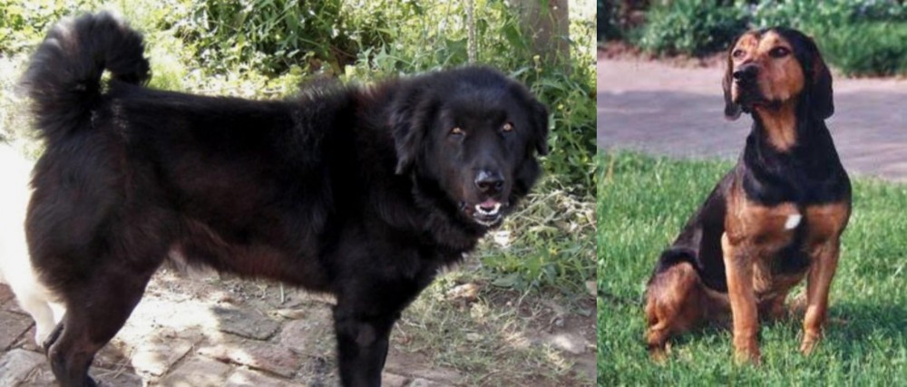 Tyrolean Hound vs Bakharwal Dog - Breed Comparison