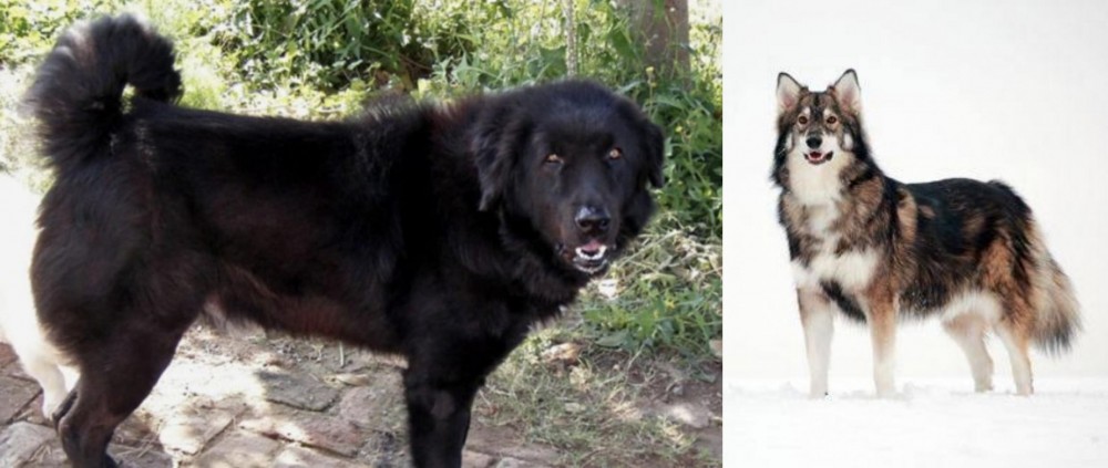 Utonagan vs Bakharwal Dog - Breed Comparison