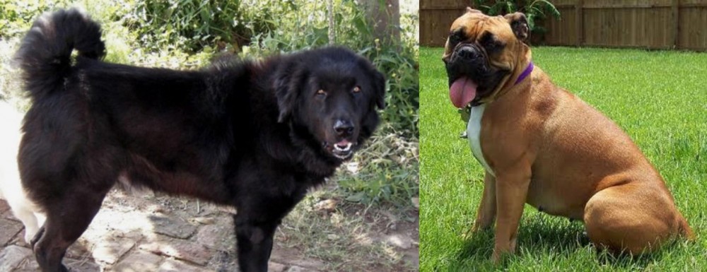 Valley Bulldog vs Bakharwal Dog - Breed Comparison