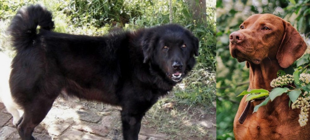 Vizsla vs Bakharwal Dog - Breed Comparison