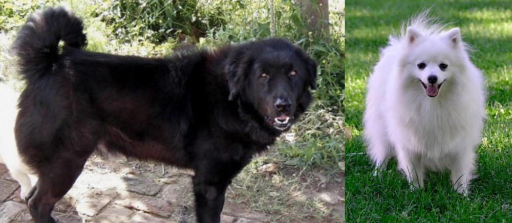 Volpino Italiano vs Bakharwal Dog - Breed Comparison