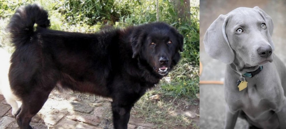 Weimaraner vs Bakharwal Dog - Breed Comparison