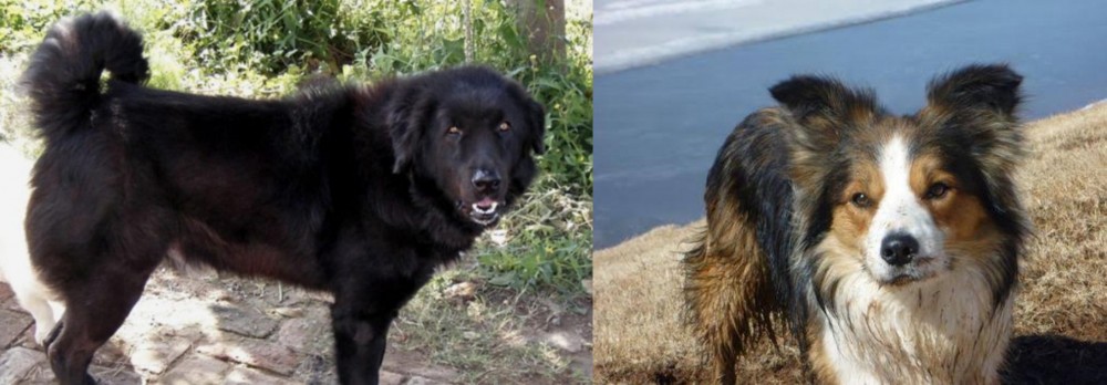 Welsh Sheepdog vs Bakharwal Dog - Breed Comparison