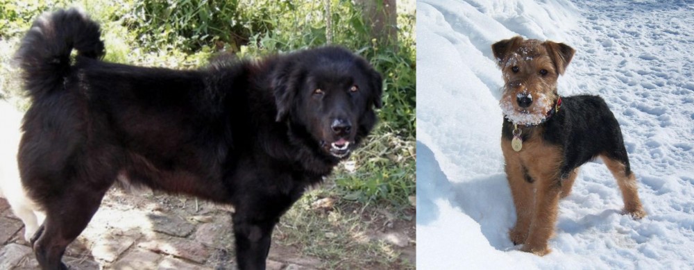 Welsh Terrier vs Bakharwal Dog - Breed Comparison