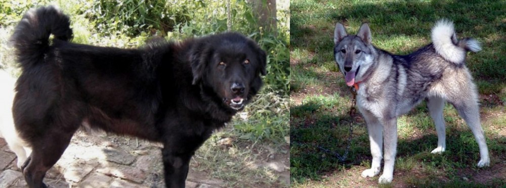 West Siberian Laika vs Bakharwal Dog - Breed Comparison