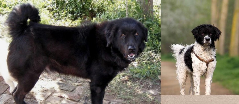 Wetterhoun vs Bakharwal Dog - Breed Comparison