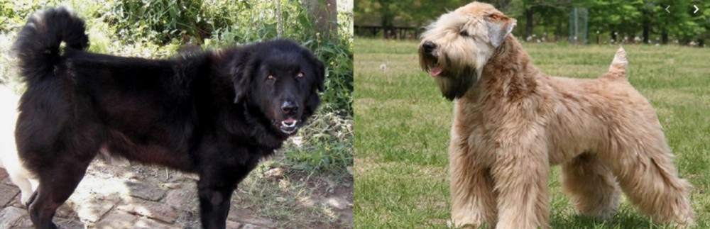 Wheaten Terrier vs Bakharwal Dog - Breed Comparison