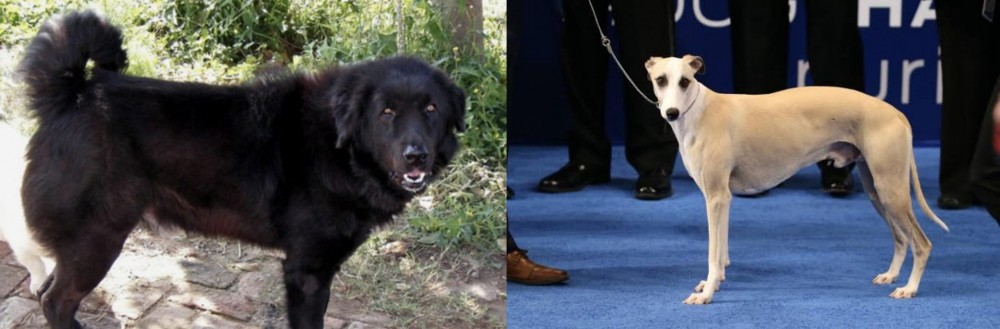 Whippet vs Bakharwal Dog - Breed Comparison