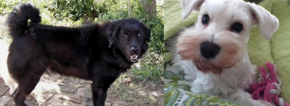 White Schnauzer vs Bakharwal Dog - Breed Comparison