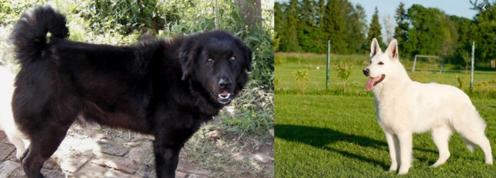 White Shepherd vs Bakharwal Dog - Breed Comparison