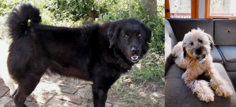 Whoodles vs Bakharwal Dog - Breed Comparison