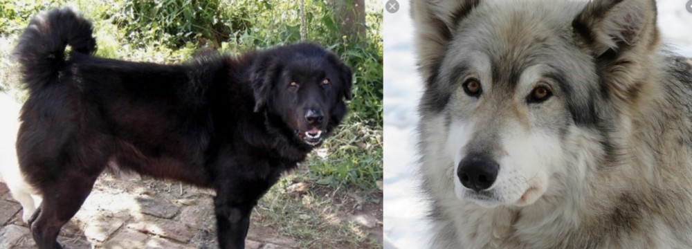 Wolfdog vs Bakharwal Dog - Breed Comparison