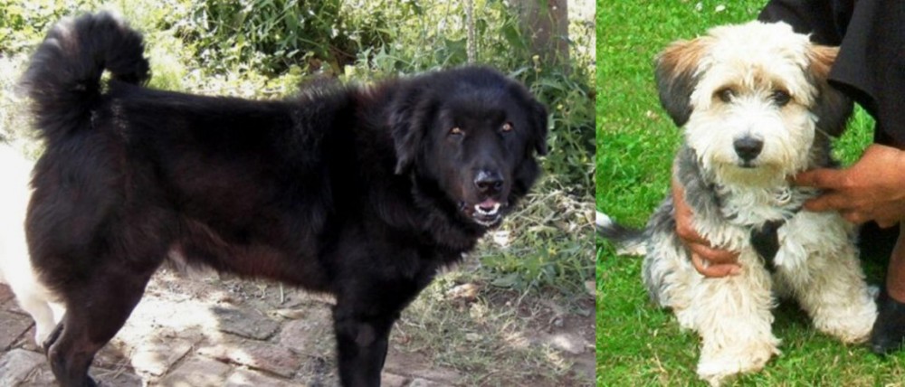 Yo-Chon vs Bakharwal Dog - Breed Comparison