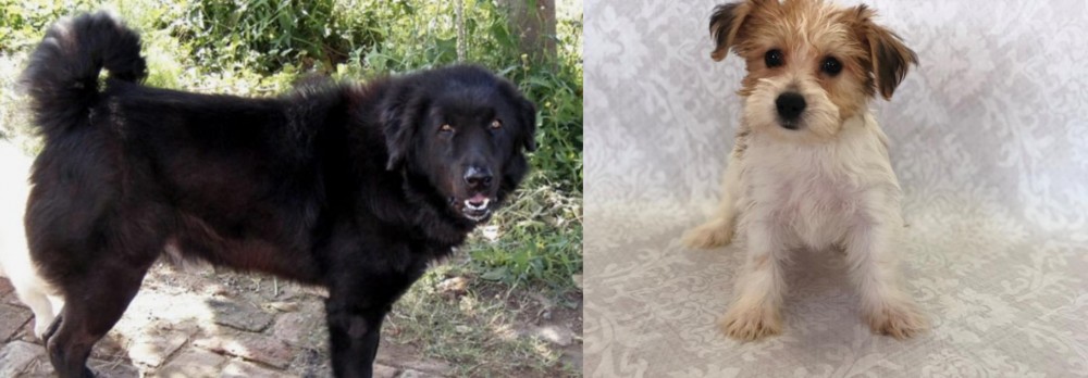 Yochon vs Bakharwal Dog - Breed Comparison