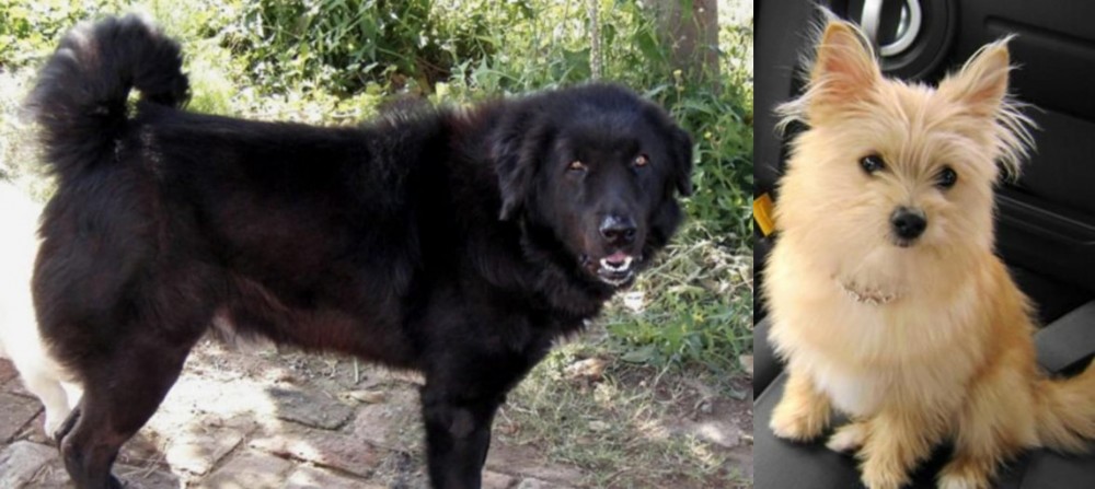 Yoranian vs Bakharwal Dog - Breed Comparison