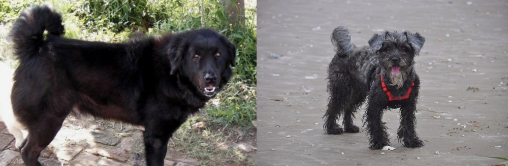 YorkiePoo vs Bakharwal Dog - Breed Comparison