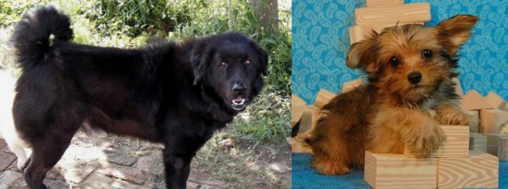 Yorkillon vs Bakharwal Dog - Breed Comparison