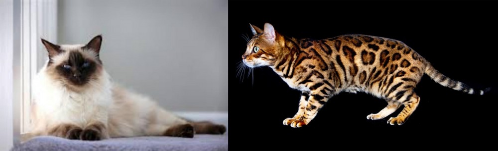 Bengal vs Balinese - Breed Comparison