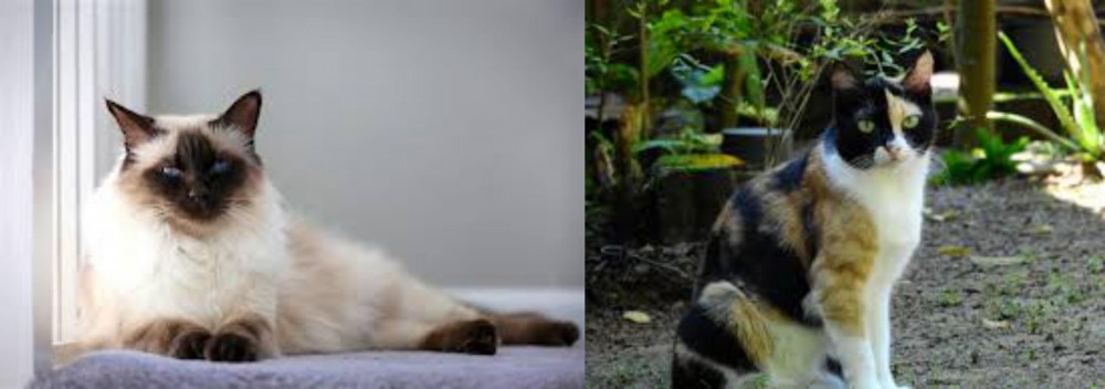 Calico vs Balinese - Breed Comparison