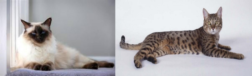 California Spangled Cat vs Balinese - Breed Comparison