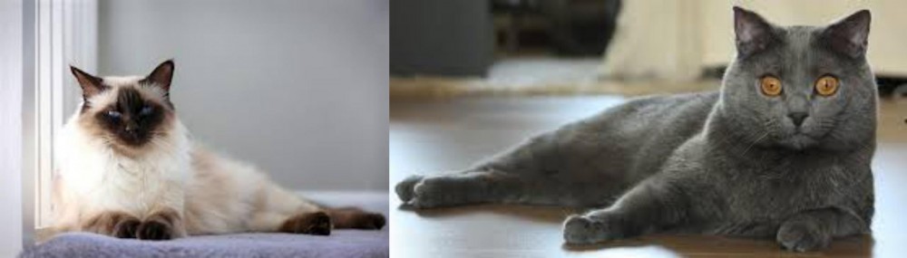 Chartreux vs Balinese - Breed Comparison