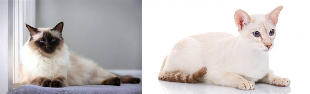 Colorpoint Shorthair vs Balinese - Breed Comparison