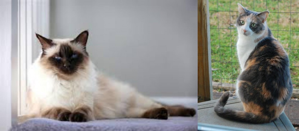Dilute Calico vs Balinese - Breed Comparison