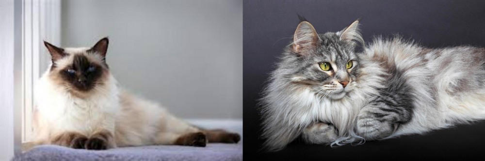 Domestic Longhaired Cat vs Balinese - Breed Comparison