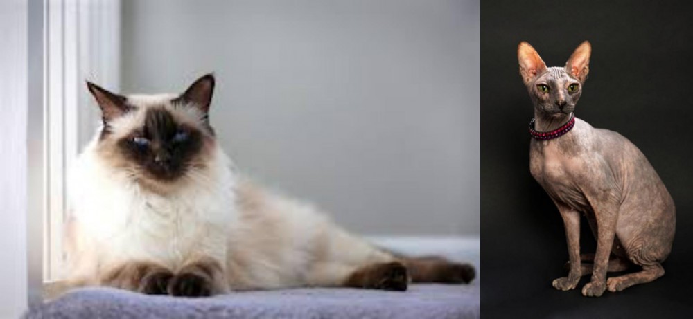 Don Sphynx vs Balinese - Breed Comparison