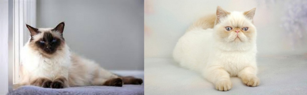 Exotic Shorthair vs Balinese - Breed Comparison
