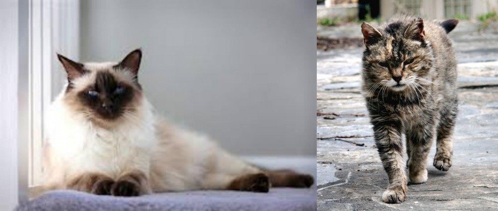 Farm Cat vs Balinese - Breed Comparison