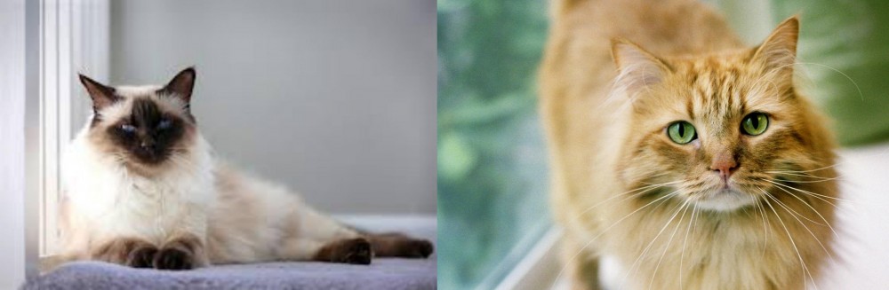 Ginger Tabby vs Balinese - Breed Comparison