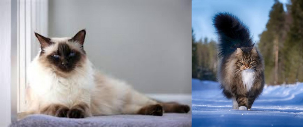 Norwegian Forest Cat vs Balinese - Breed Comparison