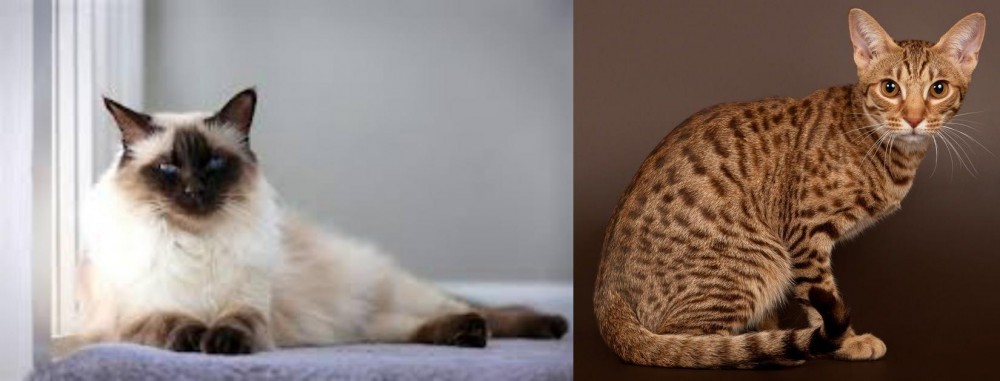 Ocicat vs Balinese - Breed Comparison