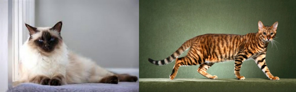 Toyger vs Balinese - Breed Comparison