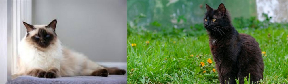 York Chocolate Cat vs Balinese - Breed Comparison