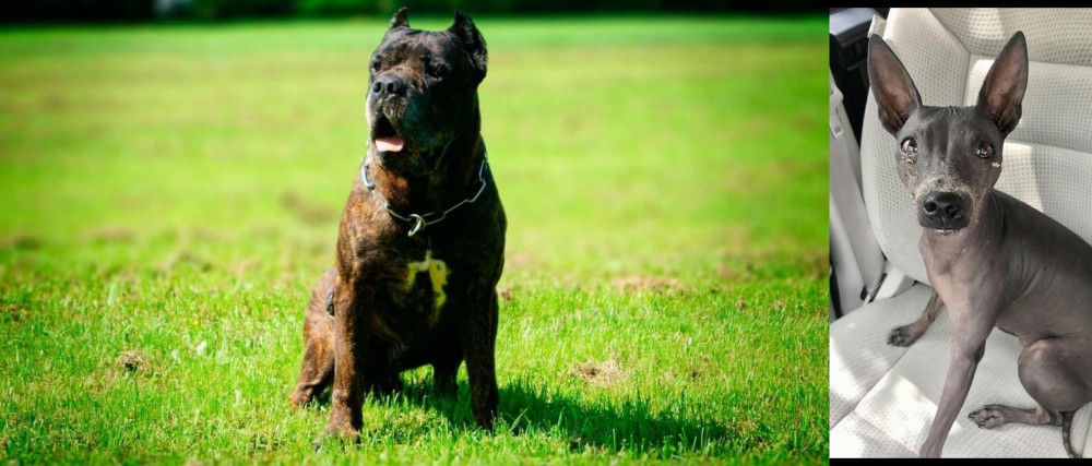 American Hairless Terrier vs Bandog - Breed Comparison