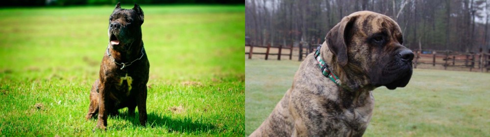 American Mastiff vs Bandog - Breed Comparison
