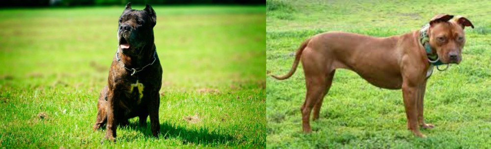 American Pit Bull Terrier vs Bandog - Breed Comparison