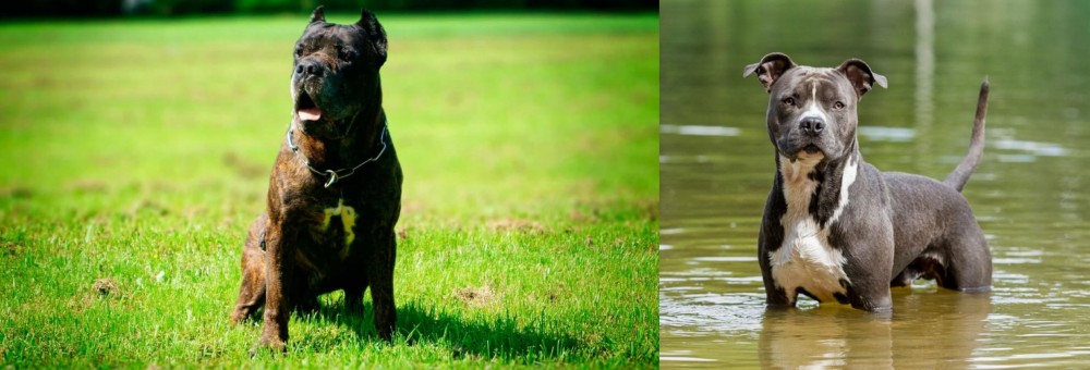 American Staffordshire Terrier vs Bandog - Breed Comparison