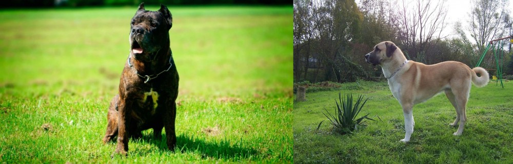 Anatolian Shepherd vs Bandog - Breed Comparison
