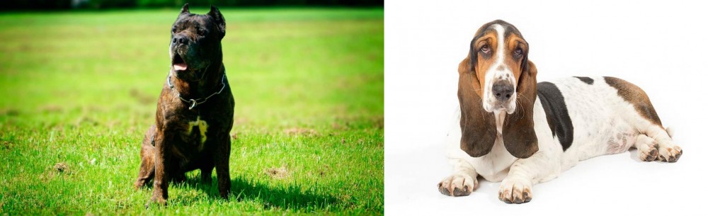 Basset Hound vs Bandog - Breed Comparison