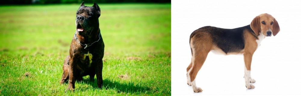 Beagle-Harrier vs Bandog - Breed Comparison