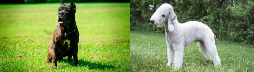 Bedlington Terrier vs Bandog - Breed Comparison