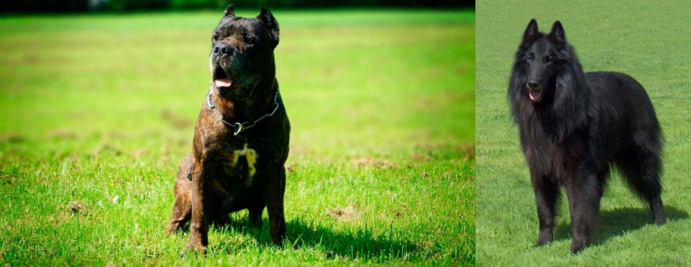 Belgian Shepherd Dog (Groenendael) vs Bandog - Breed Comparison