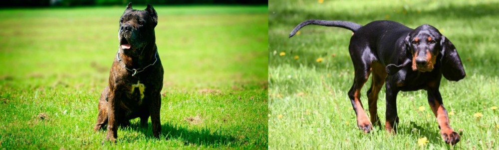 Black and Tan Coonhound vs Bandog - Breed Comparison