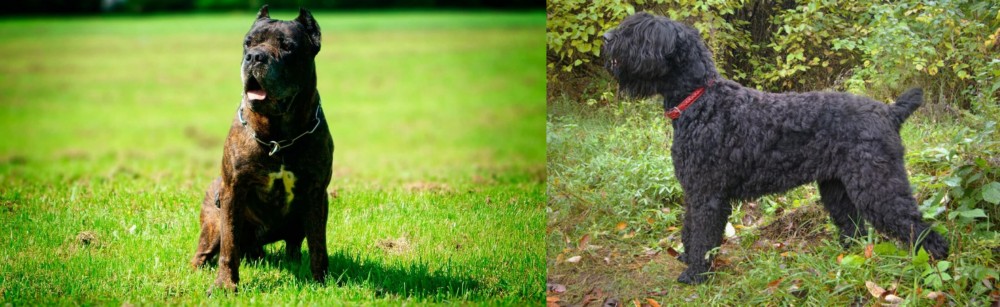 Black Russian Terrier vs Bandog - Breed Comparison